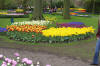 Keukenhof un festival de tulipe page 2  49 