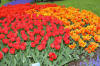 Keukenhof un festival de tulipe page 2  51 