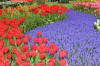 Keukenhof un festival de tulipe page 2  45 