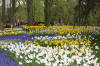 Keukenhof un festival de tulipe page 2  29 