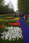 Keukenhof un festival de tulipe page 2  2 