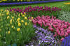 Keukenhof un festival de tulipe page 2  37 