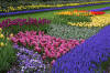 Keukenhof un festival de tulipe page 2  36 