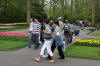 Keukenhof un festival de tulipe page 2  35 