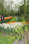 Keukenhof un festival de tulipe page 2  20 