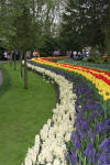 Keukenhof un festival de tulipe page 2  21 