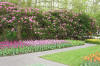 Keukenhof un festival de tulipe page 2  15 