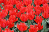 Keukenhof un festival de tulipe page 2  11 