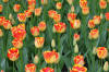 Keukenhof un festival de tulipe page 2  9 