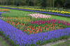 Keukenhof un festival de tulipe page 2  6 