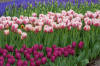 Keukenhof un festival de tulipe page 2  5 