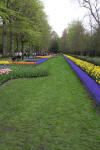 Keukenhof un festival de tulipe page 2  3 