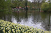 Keukenhof un festival de tulipe page 3  47 