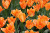 Keukenhof un festival de tulipe page 3  46 