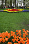 Keukenhof un festival de tulipe page 3  41 