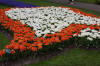 Keukenhof un festival de tulipe page 3  43 