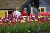 Keukenhof un festival de tulipe page 3  38 