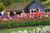 Keukenhof un festival de tulipe page 3  37 