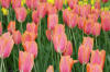 Keukenhof un festival de tulipe page 3  33 