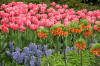 Keukenhof un festival de tulipe page 3  30 