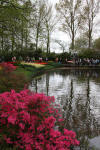 Keukenhof un festival de tulipe page 3  2 