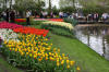 Keukenhof un festival de tulipe page 3  26 