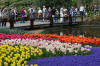 Keukenhof un festival de tulipe page 3  24 