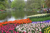 Keukenhof un festival de tulipe page 3  23 