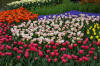 Keukenhof un festival de tulipe page 3  22 