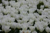 Keukenhof un festival de tulipe page 3  21 