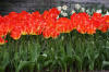 Keukenhof un festival de tulipe page 3  20 