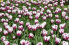 Keukenhof un festival de tulipe page 3  14 