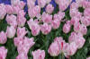 Keukenhof un festival de tulipe page 3  13 