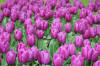 Keukenhof un festival de tulipe page 3  8 