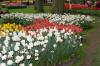 Keukenhof un festival de tulipe page 3  5 