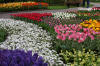 Keukenhof un festival de tulipe page 4  46 