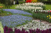 Keukenhof un festival de tulipe page 4  38 