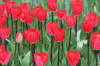 Keukenhof un festival de tulipe page 4  35 