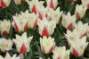 Keukenhof un festival de tulipe page 4  29 