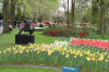 Keukenhof un festival de tulipe page 4  20 