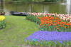 Keukenhof un festival de tulipe page 4  14 