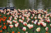 Keukenhof un festival de tulipe page 4  12 