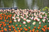 Keukenhof un festival de tulipe page 4  11 