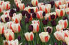 Keukenhof un festival de tulipe page 4  10 