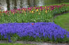 Keukenhof un festival de tulipe page 4  7 