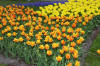 Keukenhof un festival de tulipe page 4  4 