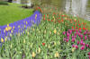 Keukenhof un festival de tulipe page 4  2 