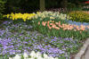 Keukenhof un festival de tulipe page 5  45 