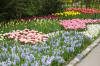 Keukenhof un festival de tulipe page 5  43 