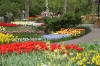 Keukenhof un festival de tulipe page 5  40 